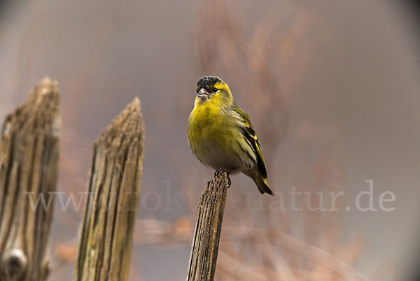 Erlenzeisig (Carduelis spinus)