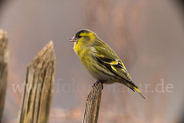 Erlenzeisig (Carduelis spinus)