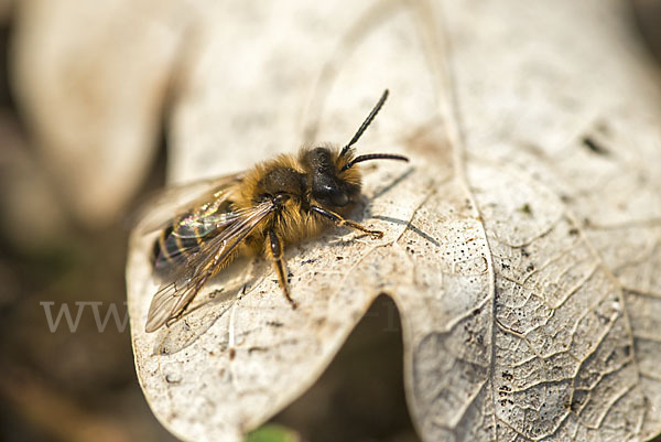 Erzfarbene Sandbiene (Andrena nigroaenea)