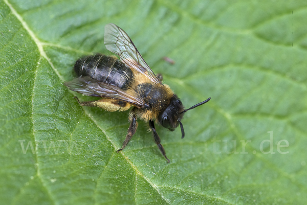 Erzfarbene Sandbiene (Andrena nigroaenea)