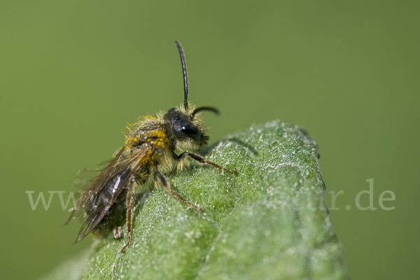 Erzfarbene Sandbiene (Andrena nigroaenea)