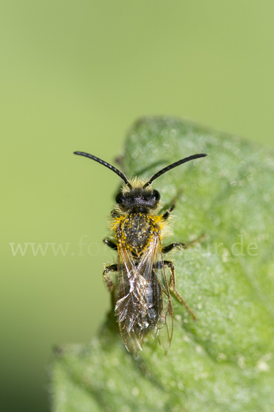 Erzfarbene Sandbiene (Andrena nigroaenea)