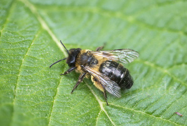 Erzfarbene Sandbiene (Andrena nigroaenea)