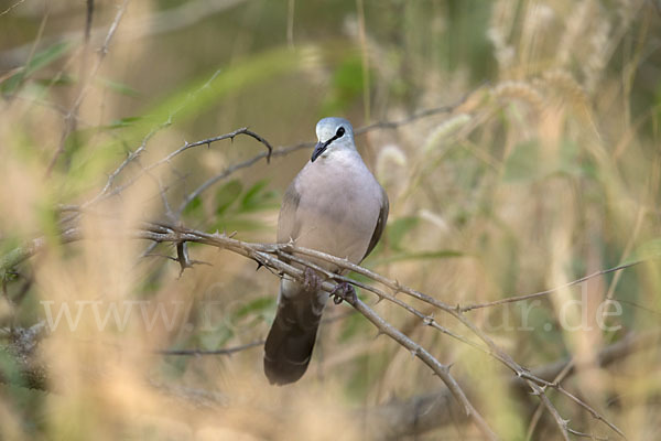 Erzflecktaube (Turtur abyssinicus)