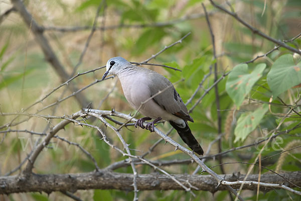 Erzflecktaube (Turtur abyssinicus)