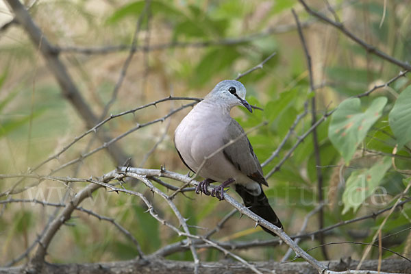 Erzflecktaube (Turtur abyssinicus)