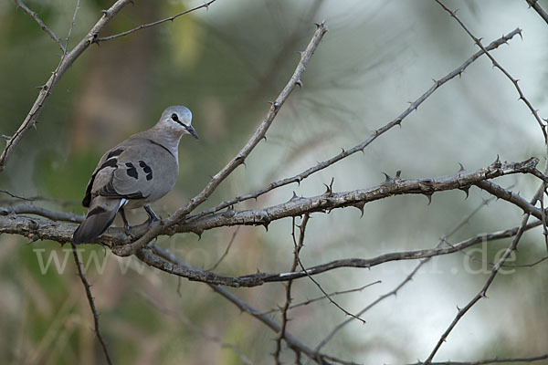 Erzflecktaube (Turtur abyssinicus)