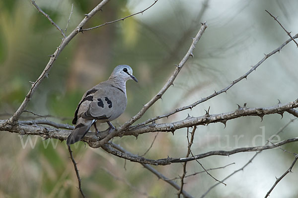 Erzflecktaube (Turtur abyssinicus)