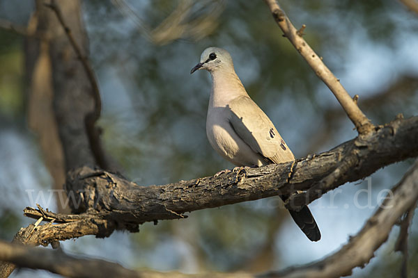 Erzflecktaube (Turtur abyssinicus)