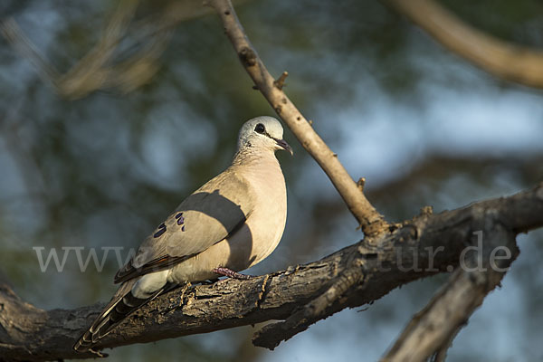 Erzflecktaube (Turtur abyssinicus)