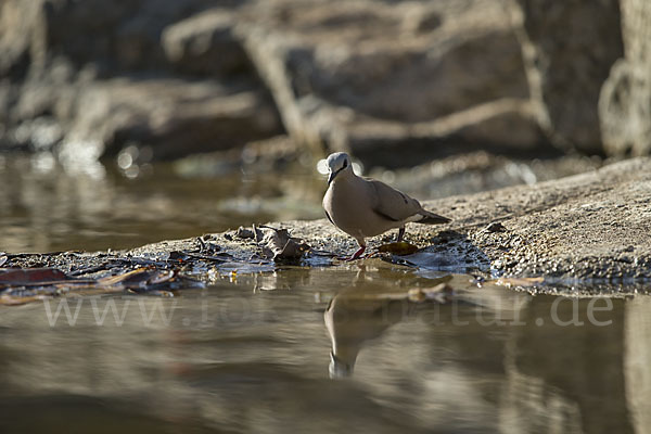 Erzflecktaube (Turtur abyssinicus)