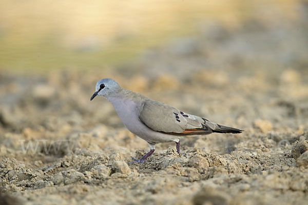 Erzflecktaube (Turtur abyssinicus)