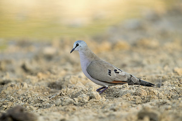 Erzflecktaube (Turtur abyssinicus)