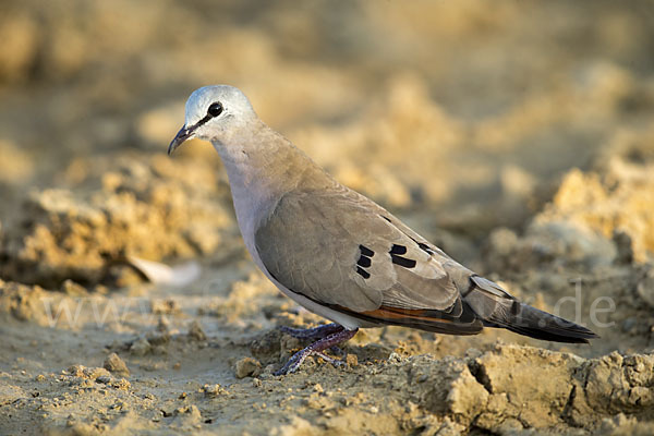 Erzflecktaube (Turtur abyssinicus)