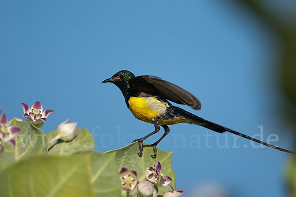 Erznektarvogel (Anthreptes metallicus)