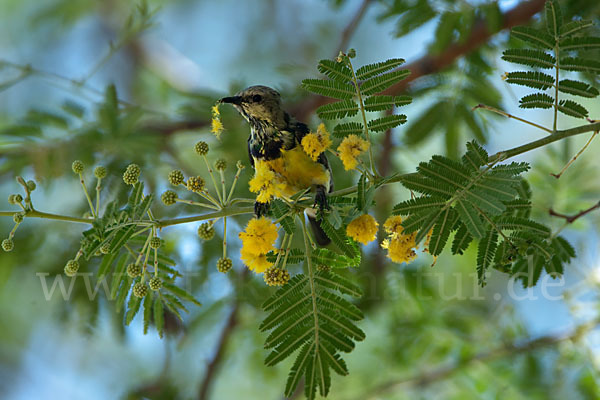 Erznektarvogel (Anthreptes metallicus)