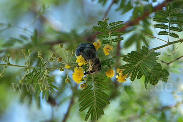 Erznektarvogel (Anthreptes metallicus)