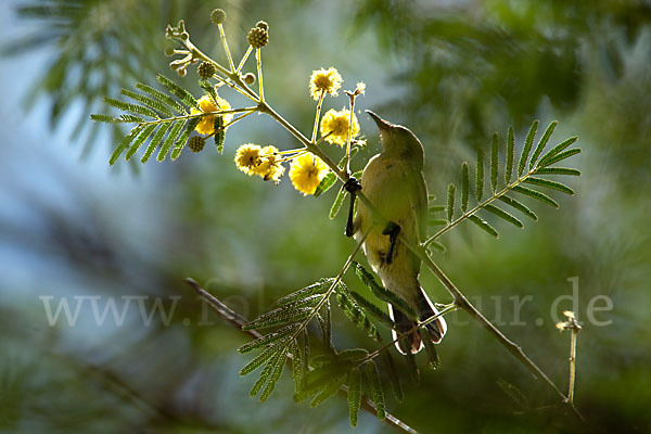 Erznektarvogel (Anthreptes metallicus)