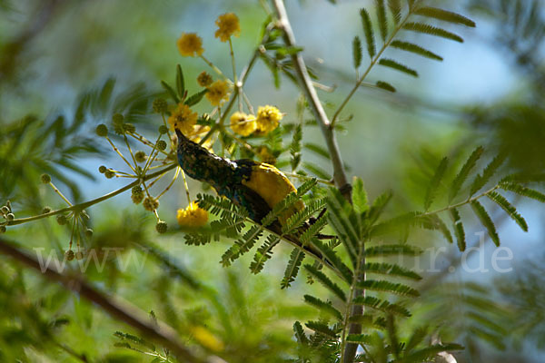 Erznektarvogel (Anthreptes metallicus)