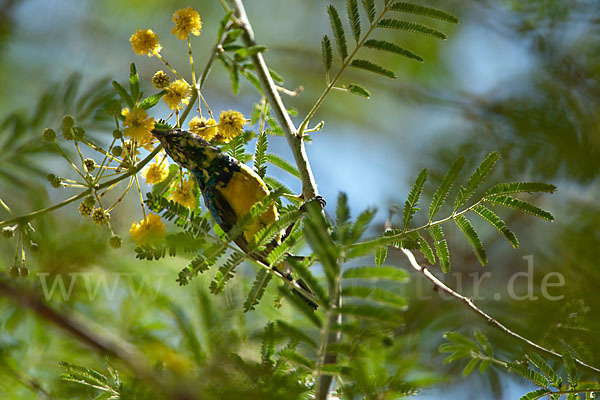 Erznektarvogel (Anthreptes metallicus)