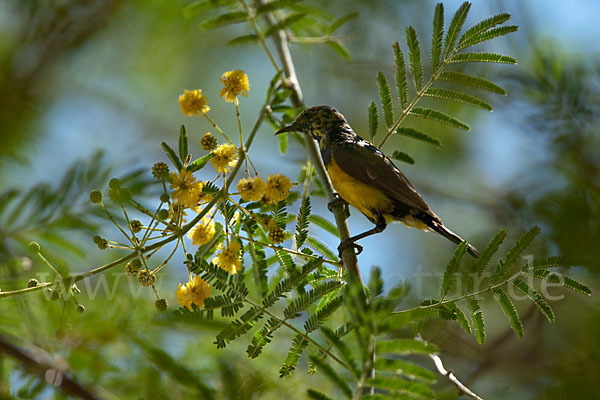 Erznektarvogel (Anthreptes metallicus)