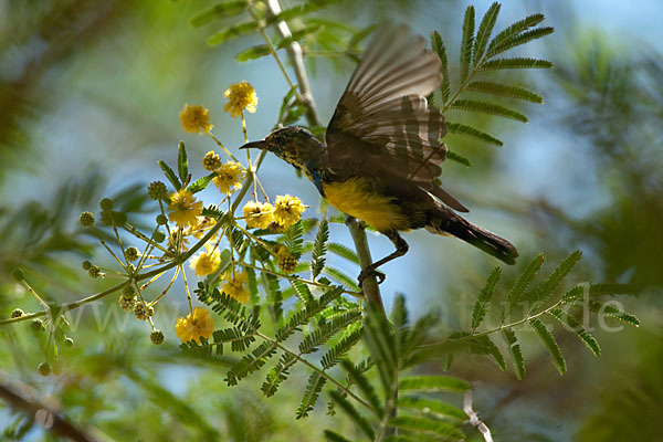 Erznektarvogel (Anthreptes metallicus)