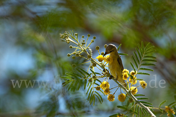 Erznektarvogel (Anthreptes metallicus)