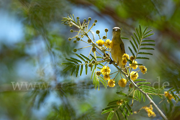 Erznektarvogel (Anthreptes metallicus)