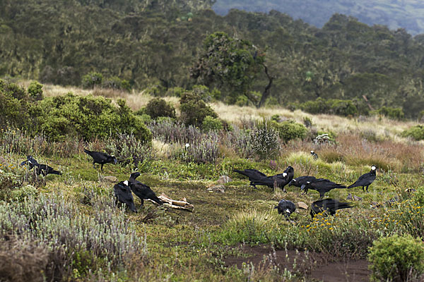 Erzrabe (Corvus crassirostris)