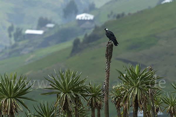 Erzrabe (Corvus crassirostris)