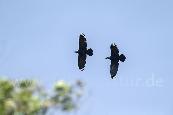 Erzrabe (Corvus crassirostris)