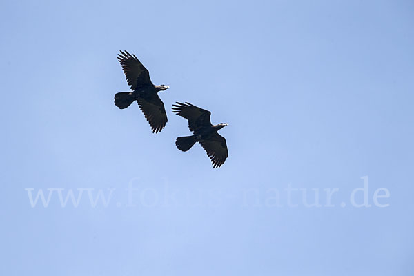 Erzrabe (Corvus crassirostris)