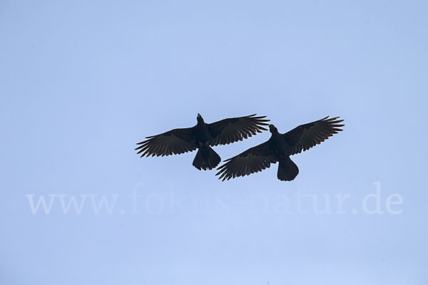 Erzrabe (Corvus crassirostris)