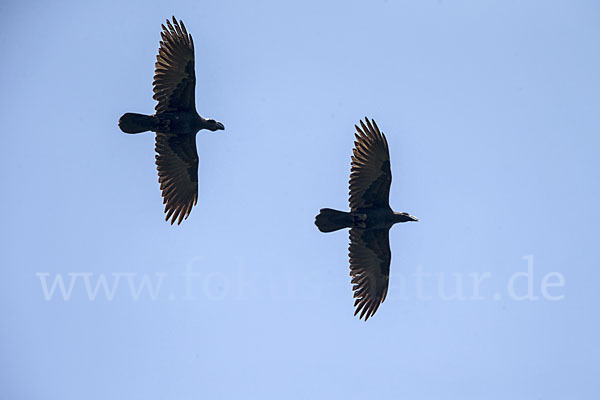 Erzrabe (Corvus crassirostris)