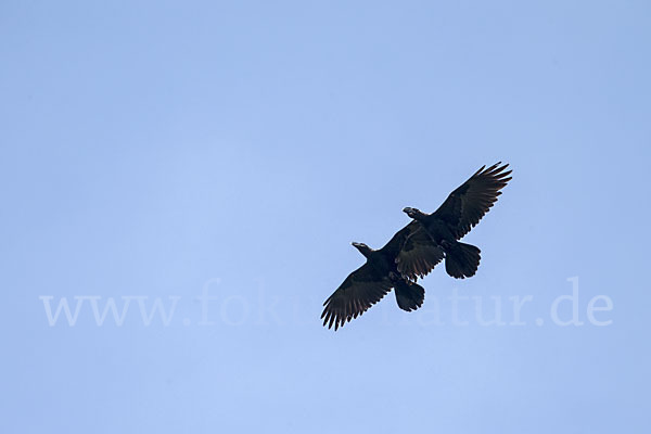 Erzrabe (Corvus crassirostris)