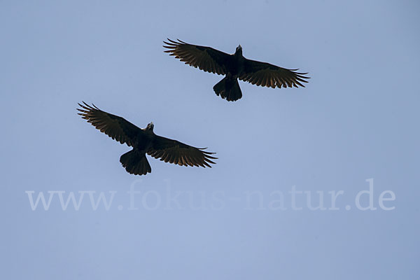 Erzrabe (Corvus crassirostris)