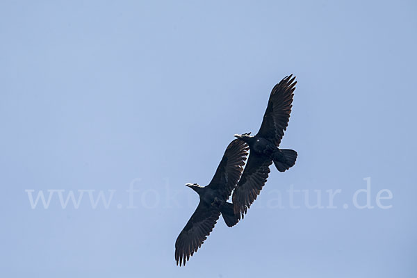 Erzrabe (Corvus crassirostris)