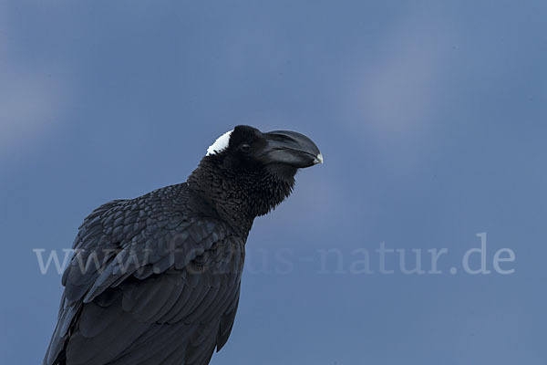 Erzrabe (Corvus crassirostris)