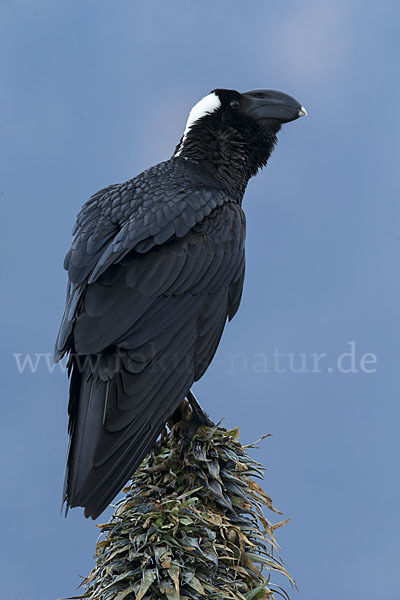 Erzrabe (Corvus crassirostris)