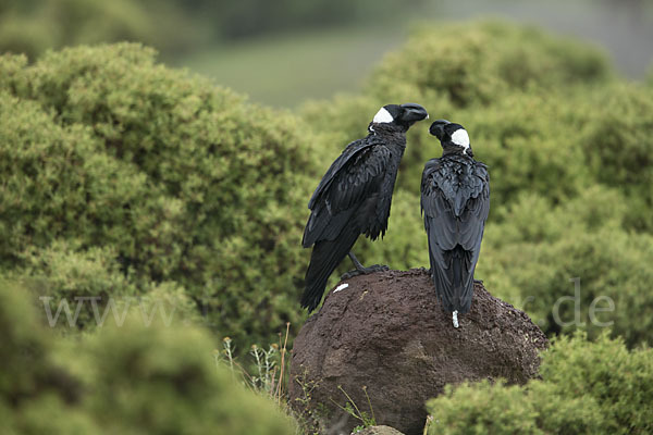 Erzrabe (Corvus crassirostris)