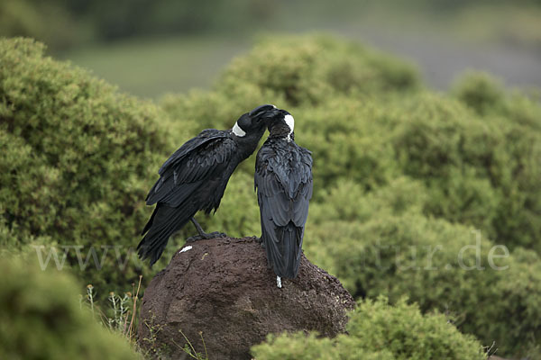 Erzrabe (Corvus crassirostris)