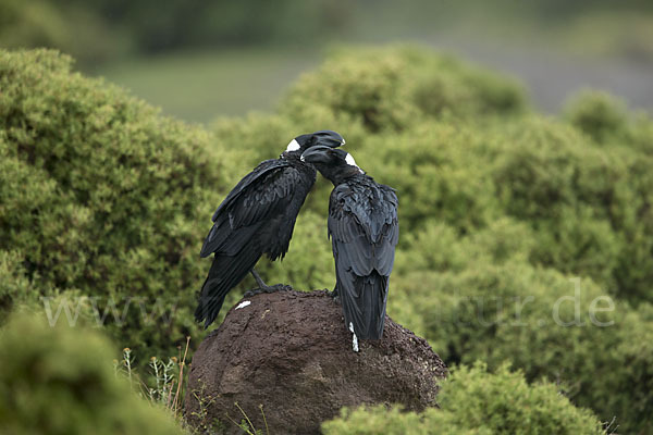 Erzrabe (Corvus crassirostris)