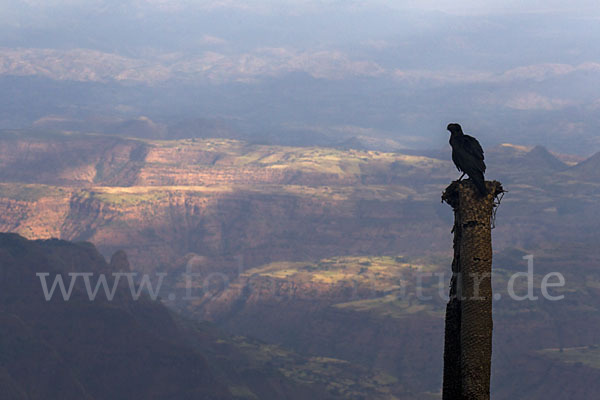 Erzrabe (Corvus crassirostris)