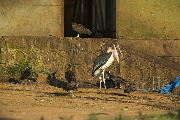 Erzrabe (Corvus crassirostris)