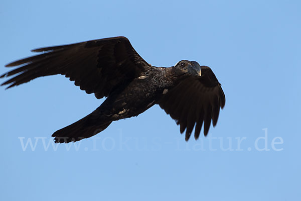 Erzrabe (Corvus crassirostris)