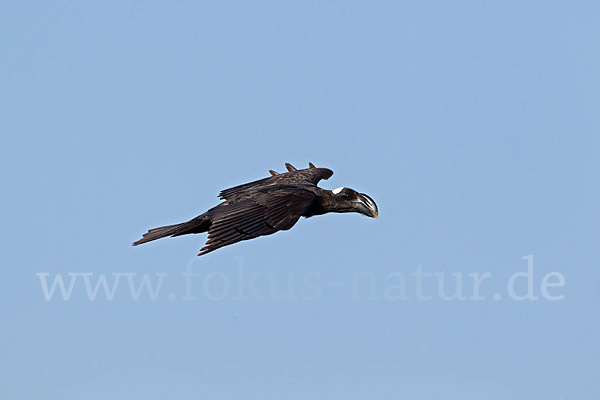 Erzrabe (Corvus crassirostris)