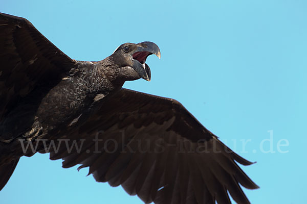 Erzrabe (Corvus crassirostris)