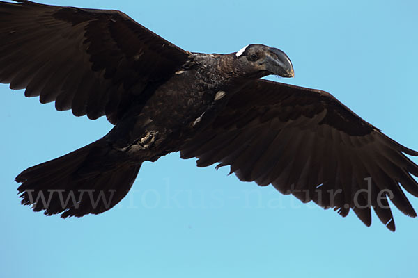 Erzrabe (Corvus crassirostris)