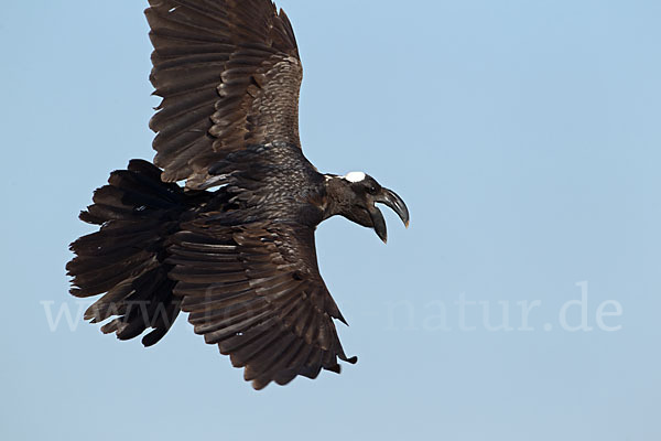 Erzrabe (Corvus crassirostris)