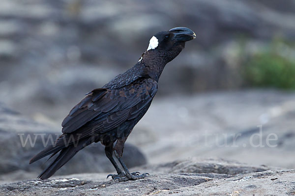 Erzrabe (Corvus crassirostris)